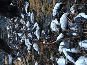 Murre Carcasses Prince William Sound