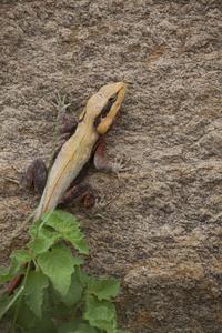 Male rock agama