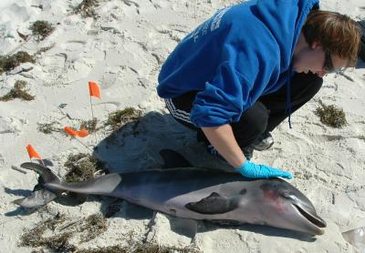 Study Finds Causes of Dolphin Deaths