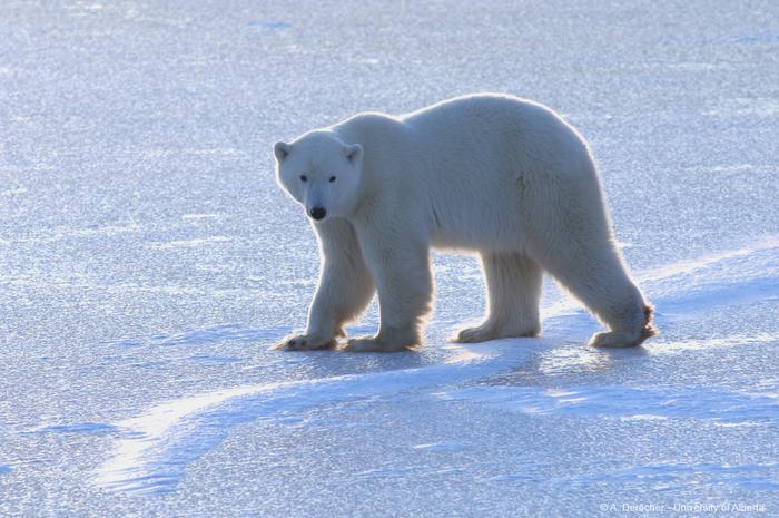 Polar bear