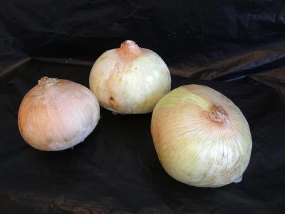 Onions