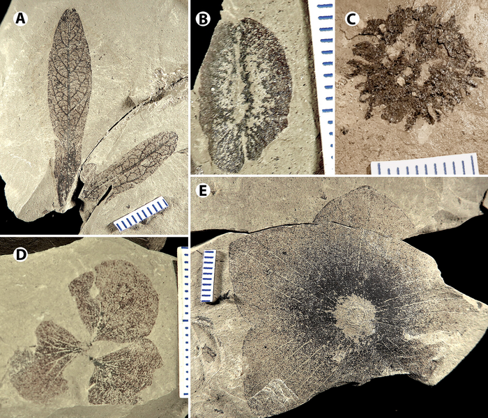 ancient plant fossils