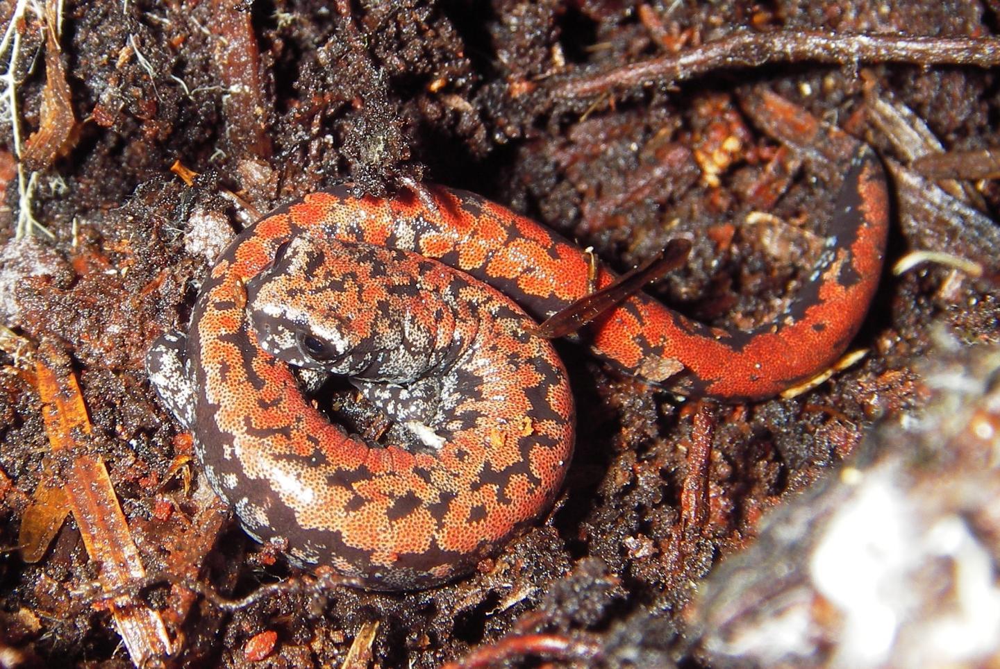 Oregon slender salamander