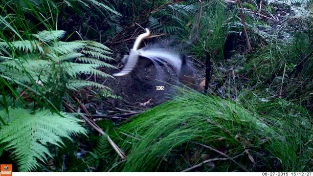 Male lyre bird mimics mobbing call