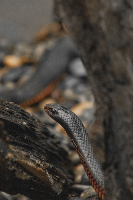 Red-bellied black snake