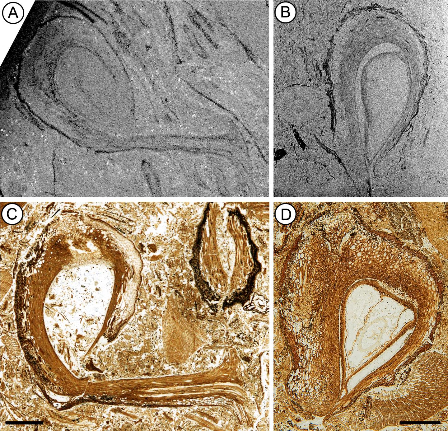 Fossil cupules from the Early Cretaceous Zhahanaoer chert locality