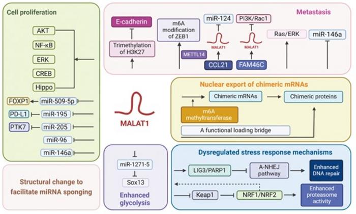 A schematic diagram showing the mechanisms underlying MALAT1-related chemotherapeutic resistance associated with blood cancer