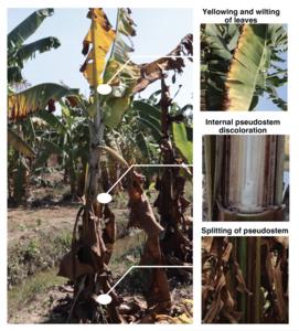 •	Fusarium wilt of banana (FWB) caused by Fusarium oxysporum f. sp. Cubense (Foc) tropical race 4 (TR4) with external symptoms of FWB in Cavendish banana.