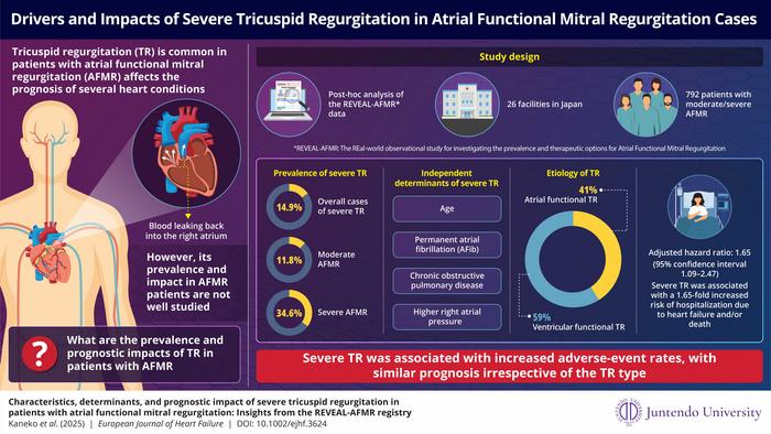 Drivers and impacts of severe tricuspid regurgitation in atrial functional mitral regurgitation cases