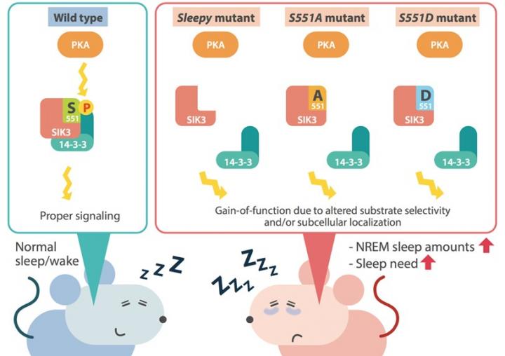 Never enough sleep? Mouse mutation shown to i | EurekAlert!