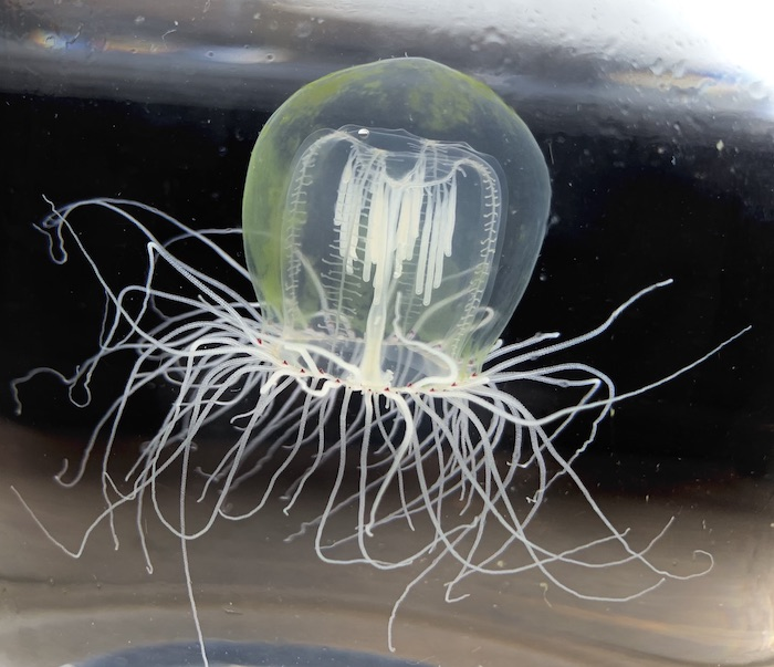 Jellyfish eyes will enable researchers to pee | EurekAlert!