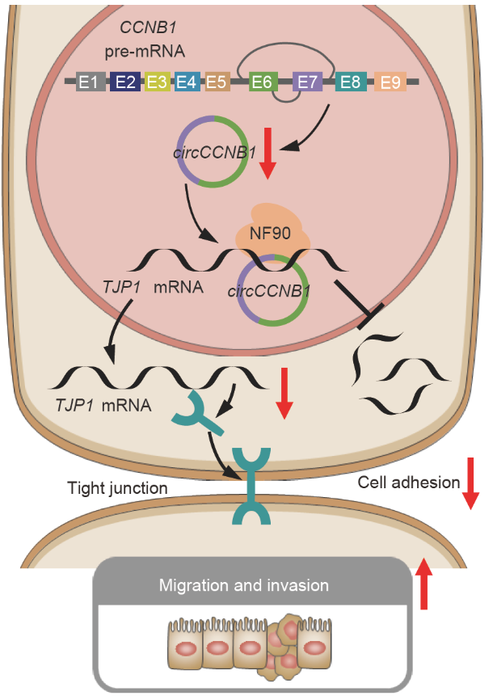 Schematic illustration