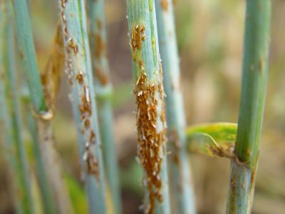 Stem Rust on Wheat