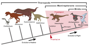 Wing evolution in birds