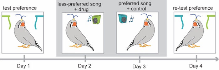 Song preferences of female zebra finches affected by dopamine