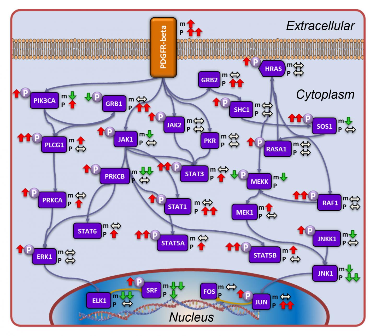 Protein Complexity [IMAGE]  EurekAlert! Science News Releases