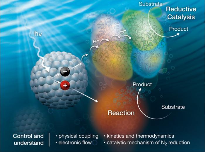 Powering Enzymes with Light to Make Ammonia