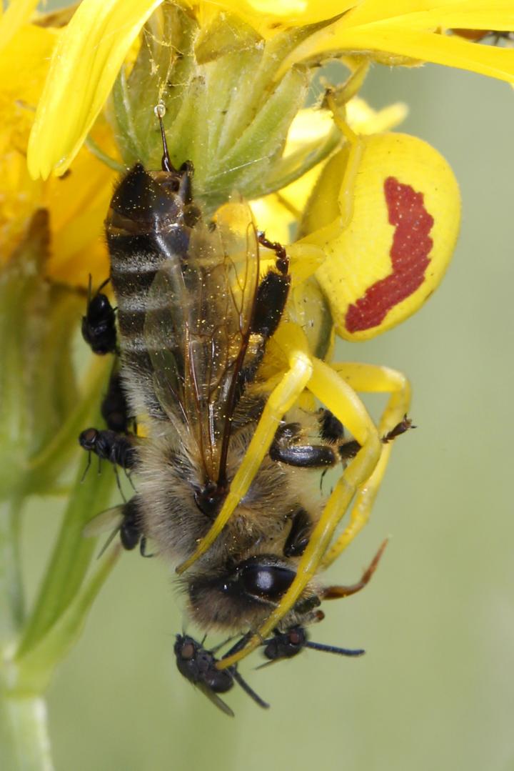 Food Stealing Kleptoparasitic Flies