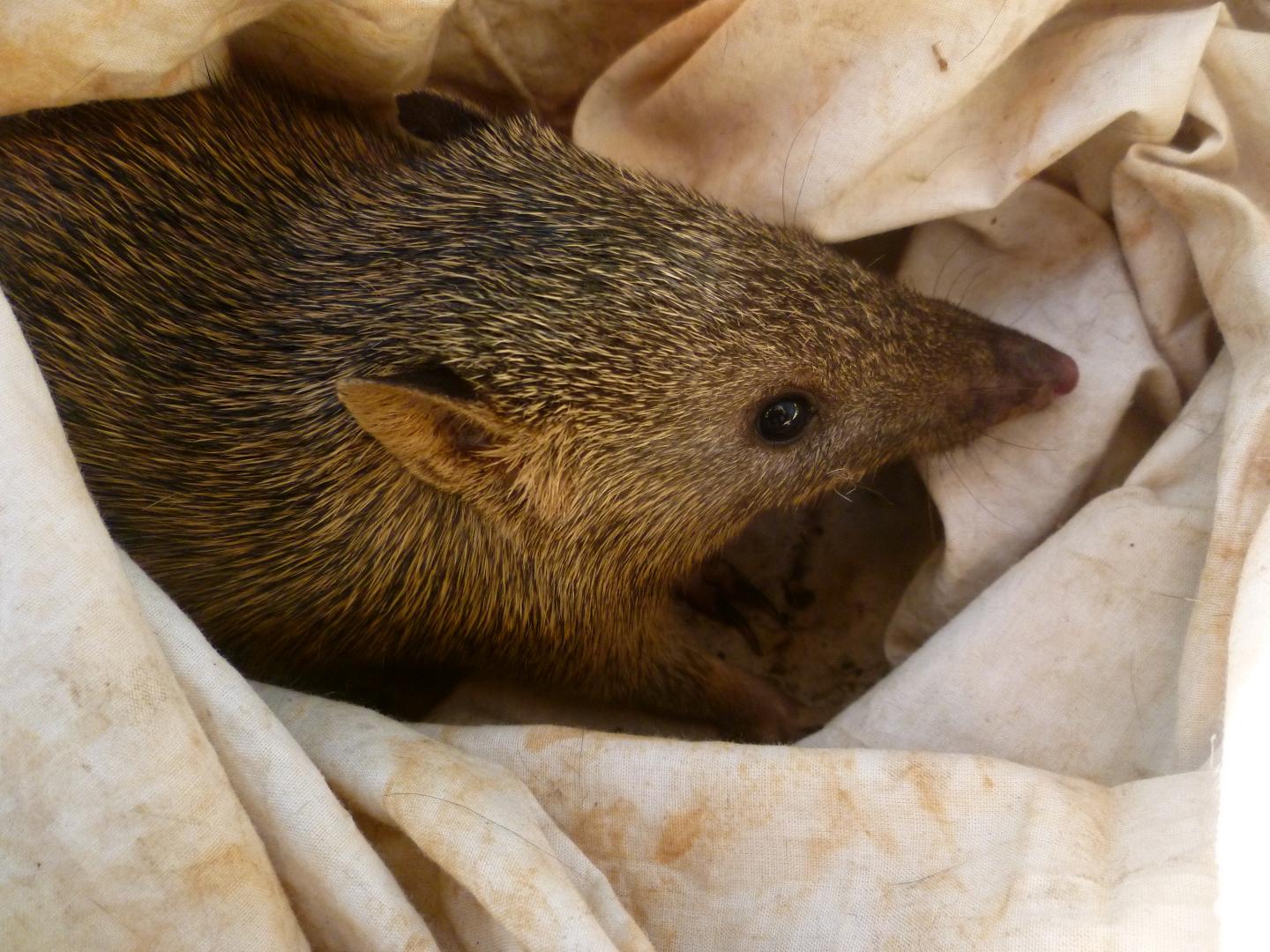 Northern Brown Bandicoot