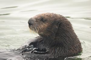 Sea Otters Eat Crabs Four