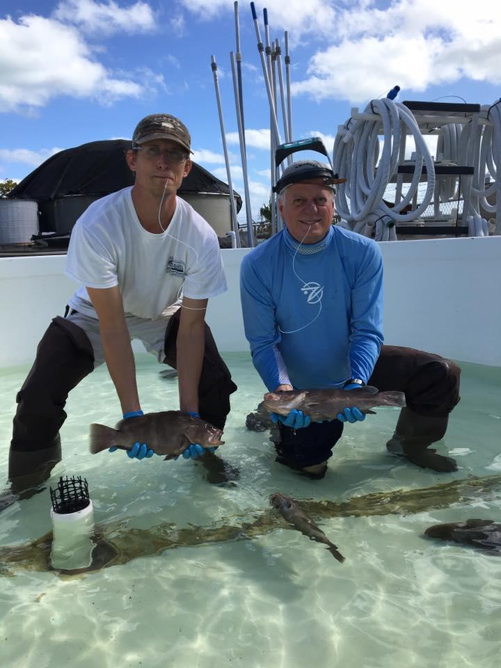 Nassau Grouper Sampling
