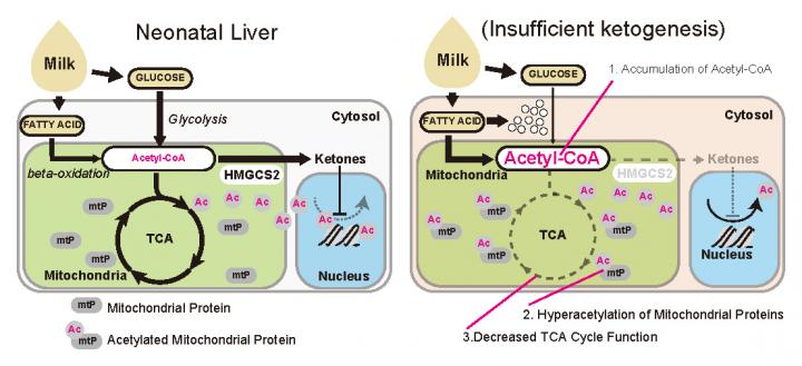 Mitochondrial protection mechanism by ketogenesis