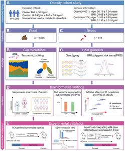 BGI Genomics Gut Microbiota link to Obesity