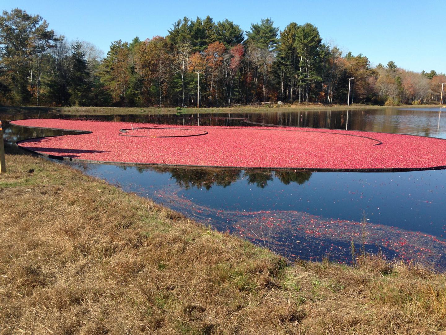 HF Cranberry Harvest