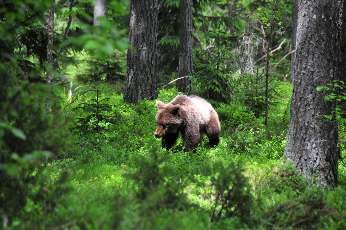 Brown Bear (<i>Ursus arctos</i>)