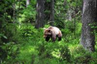 Brown Bear (<i>Ursus arctos</i>)