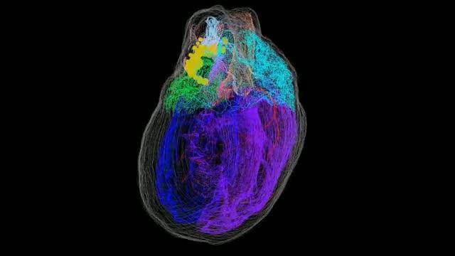 Virtual Heart 3D Model with Neurons