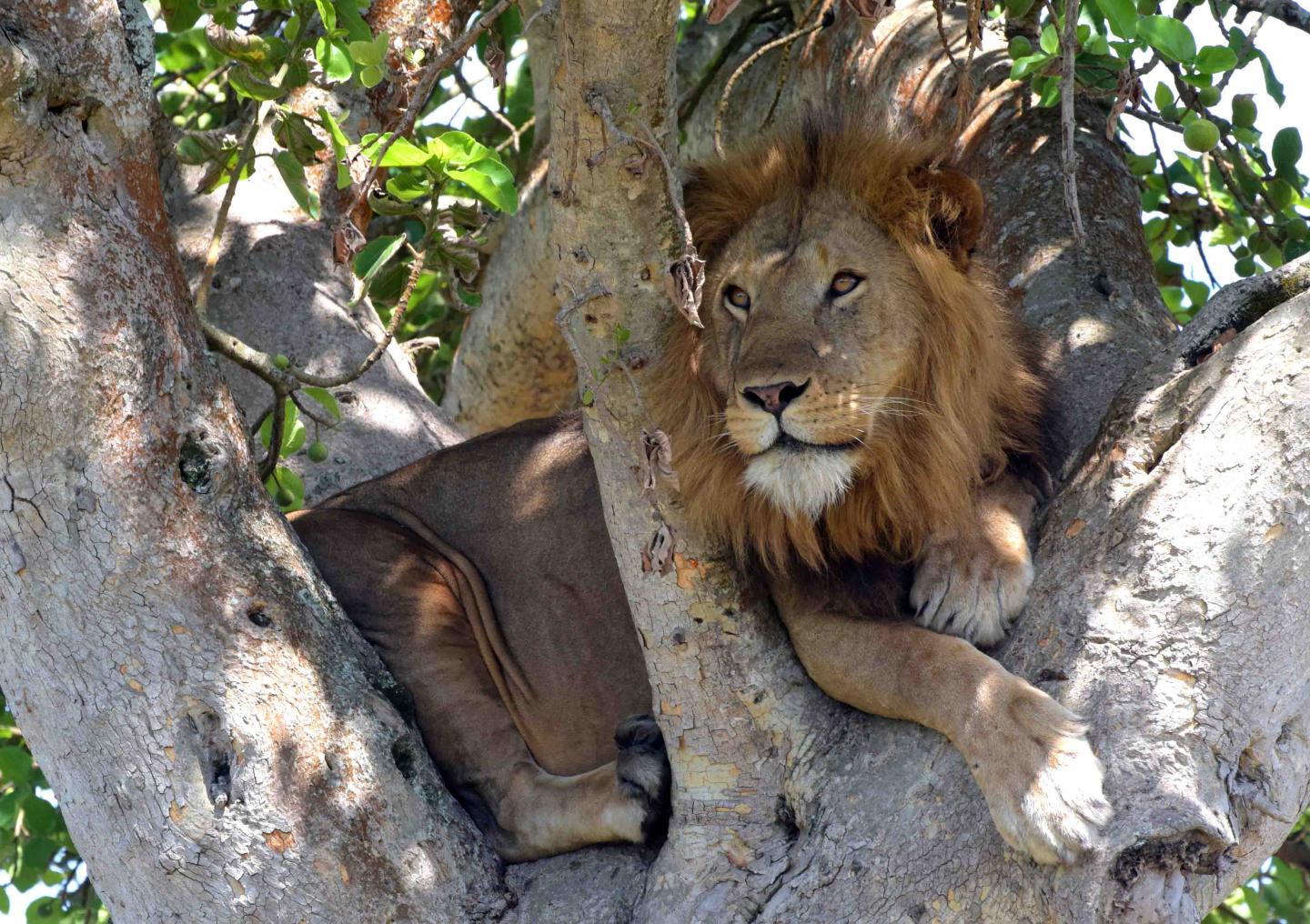 Famous tree-climbing lions of Uganda roaming | EurekAlert!