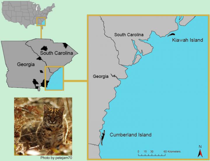 Bobcat Map IMAGE EurekAlert Science News Releases Public