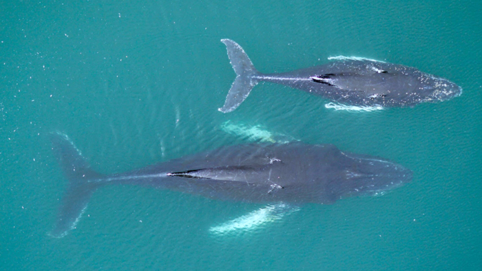 Humpback whale mother and calf