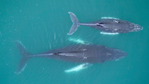 Humpback whale mother and calf