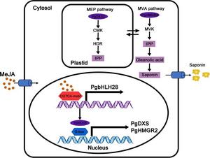 Working model of PgbHLH28 in the regulation of saponin biosynthesis in P. grandiflorus.