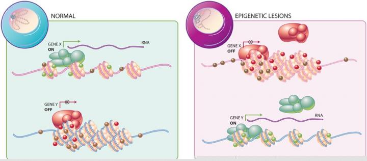 Illustration of Epigenetics