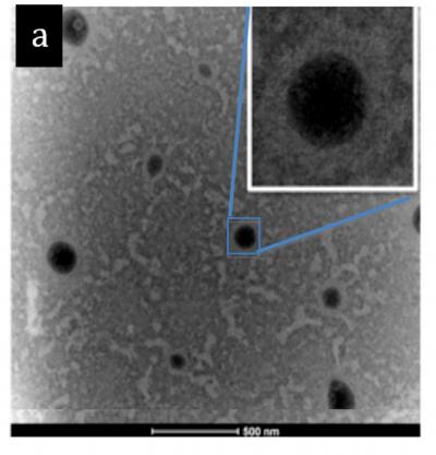 Encapsulated Hemoglobin