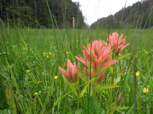 Common Red Paintbrush