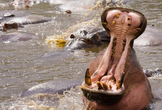 Hippo Yawn