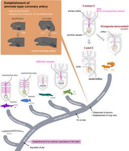 Evolution of coronary arteries.