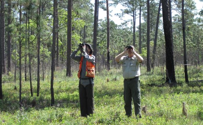 Surveying longleaf pine cone production