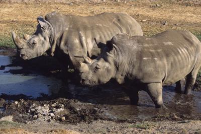 Rhinoceros Photo