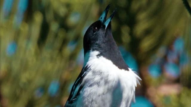 Research Finds That Birds Behave Like Human Musicians