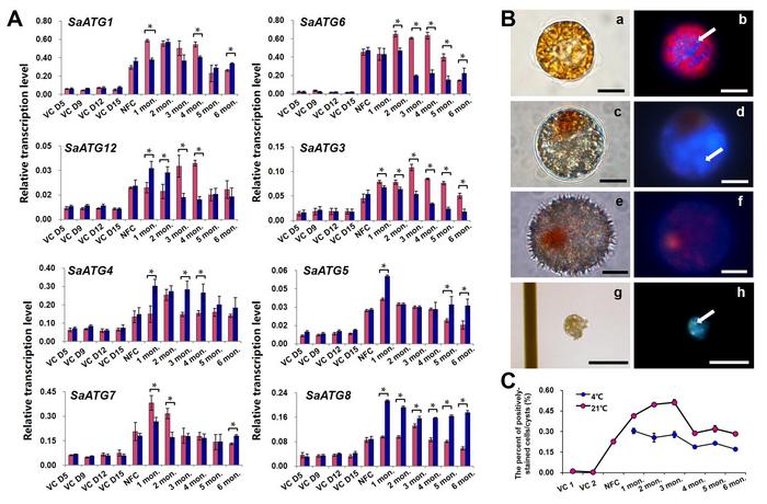 Transcription profiles of autophagy-related genes (ATGs) and autophagy activity in vegetative cells and resting cysts of the representative cyst-producing dinoflagellate species Scrippsiella acuminata