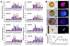 Transcription profiles of autophagy-related genes (ATGs) and autophagy activity in vegetative cells and resting cysts of the representative cyst-producing dinoflagellate species Scrippsiella acuminata