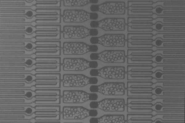 Animated Microparticles 1