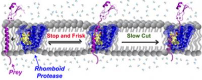 Membrane Enzymes 'Stop and Frisk'