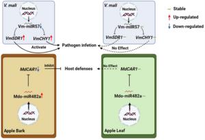 Proposed model for the adaptive regulation of two key miRNAs/milRNAs in tissue-specific interaction between apple and Valsa mali.