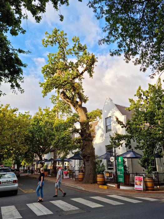 Oak-lined streets of historical towns in SA to change